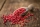 Pfeffer Rosa ganz (100g) Rosa Pfeffer ganz Beeren